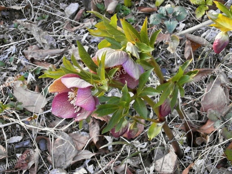 Christmas Rose Spring Flowers Hellebore Ranunculaceae Free Photos