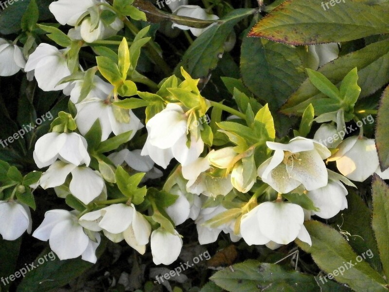 Christmas Rose White Flowers Spring Flowers Hellebore Ranunculaceae