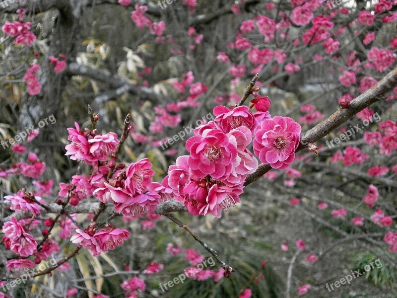 Plum Red Plum Plum Blossoms Spring Pink