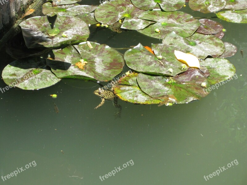 Pond Frogs Water Lilies Free Photos