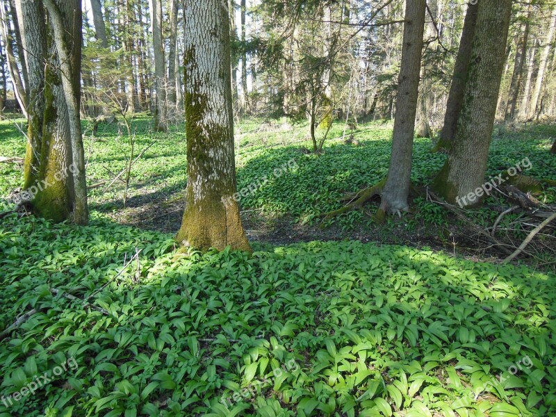 Bear's Garlic Forest Wood Garlic Vegetable Plant Bavaria