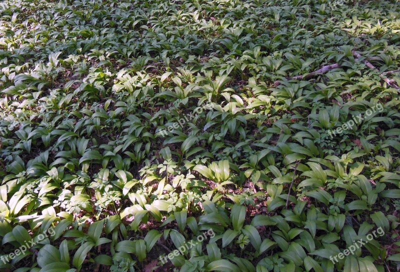 Bear's Garlic Forest Wood Garlic Vegetable Plant Bavaria