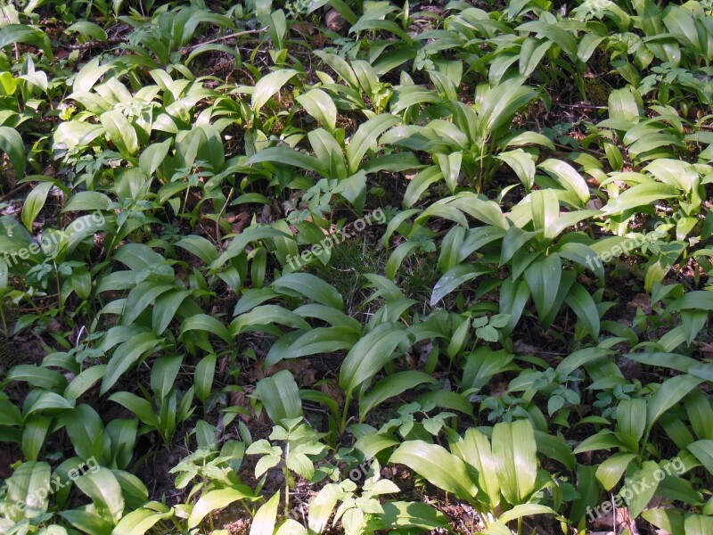 Bear's Garlic Forest Wood Garlic Vegetable Plant Bavaria