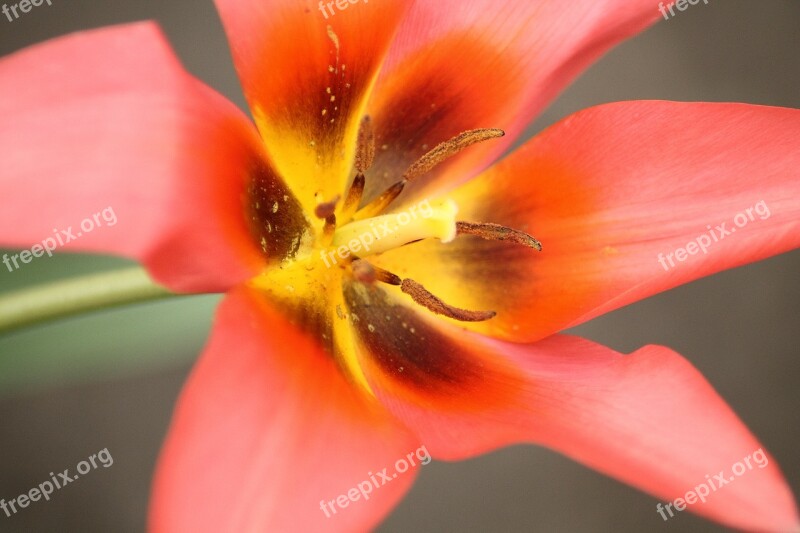 Lily Spring Flower Flower Bloom Blossom