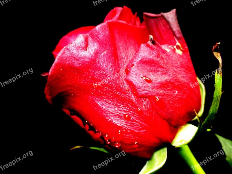 Flower Rose Rose Bloom Red Free Photos