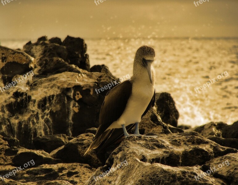 Blue Footed Booby Bird Animal Creature Sepia