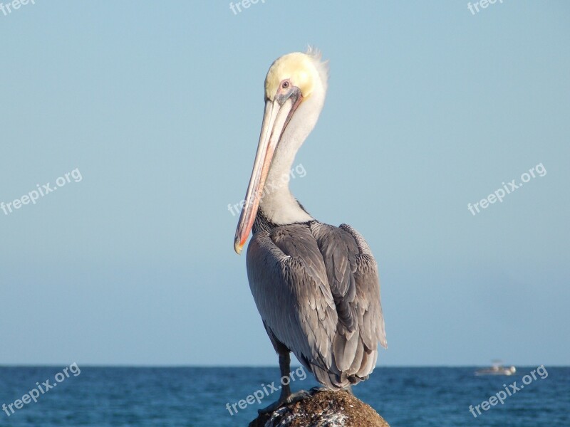 Ave Pelican Beach Free Photos