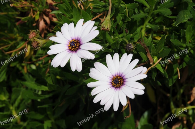 Daisy Flower Nature Green Meadow