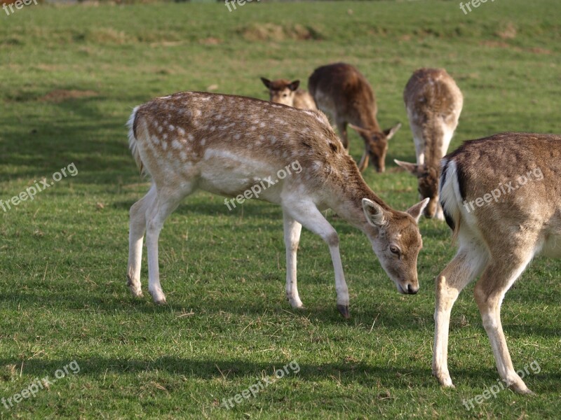 Roe Deer Nature Forest Scheu Mammal