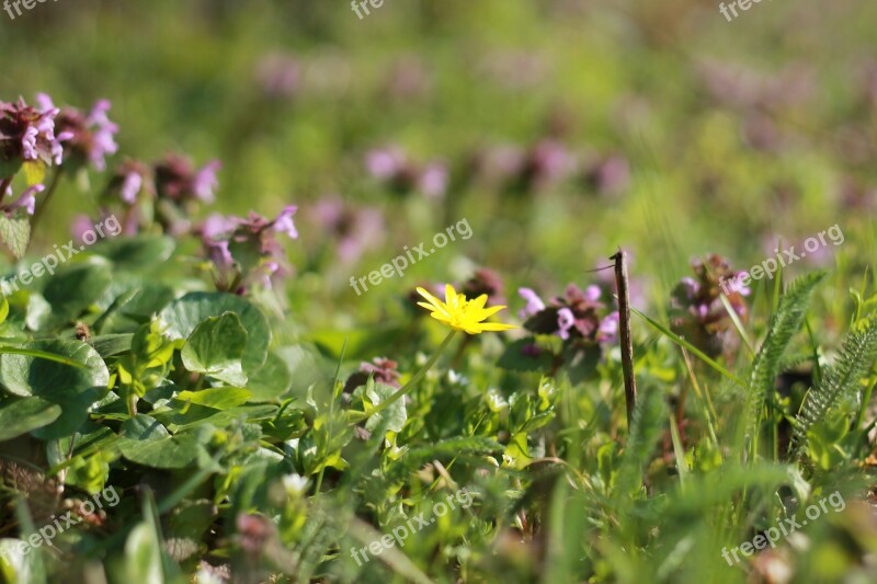 Spring Flower Sunshine Spring Flowers Flowers