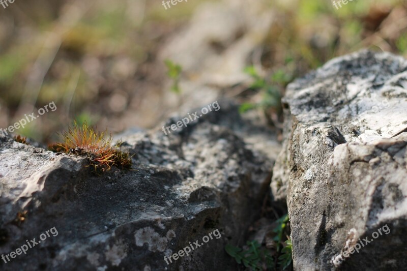 Spring Rest Cliff Moss Walking In Green