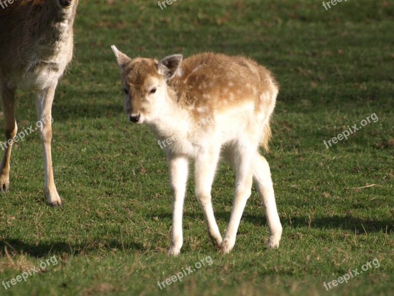 Fawn Young Deer Wild Kitz Mammal