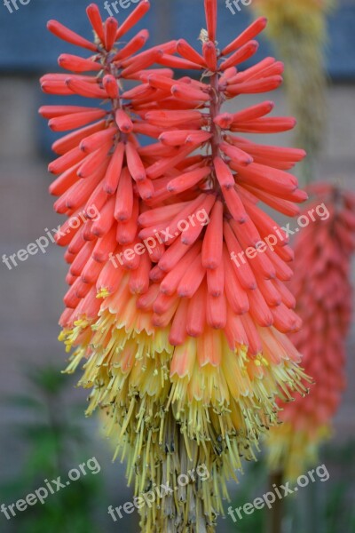 Kniphofia Red-hot Polka Twin Flower Tritoma African Lily