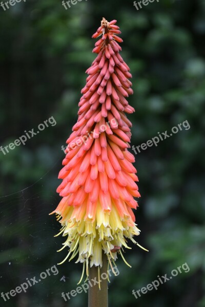 Kniphofia Red-hot Polka Tritoma African Lily Knoffler