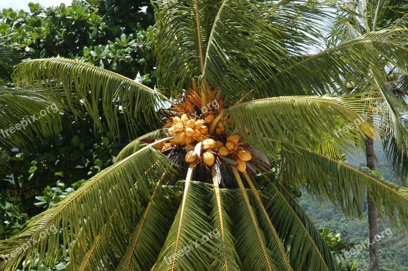 Palm Tree Tropical Tree Tropical Climate Coconut Palm Tree