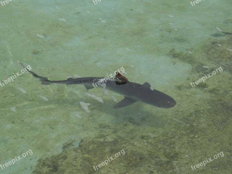 Reef Shark Shark Fish Wildlife Sea