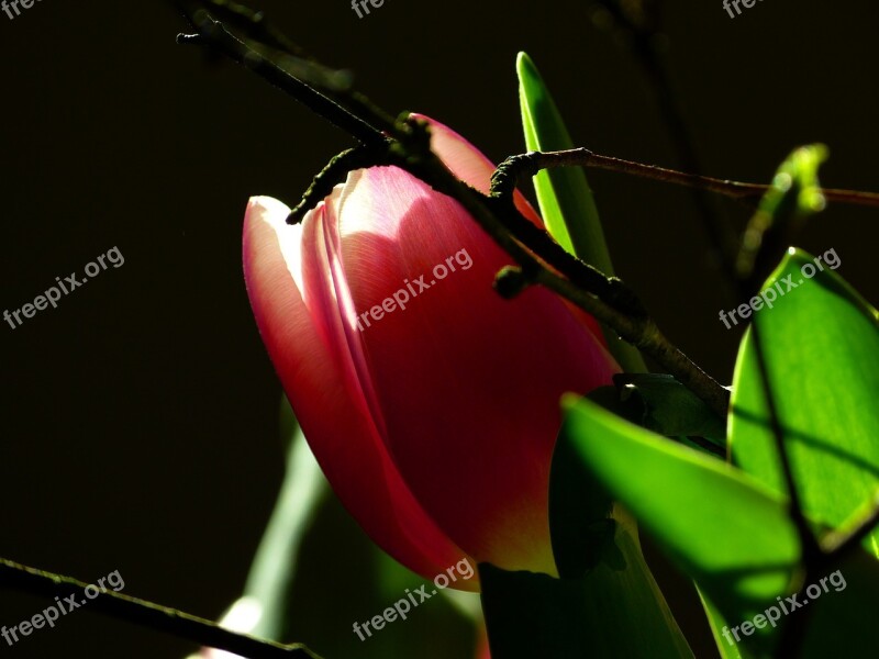 Tulip Blossom Bloom Pink Flowers