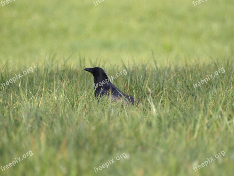 Raven Bird Black Meadow Free Photos