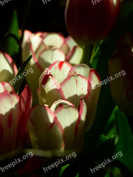 Tulip Blossom Bloom Pink Flowers