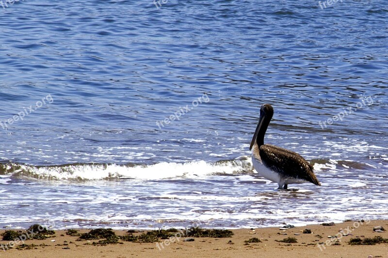 Pelican Bird Chile Free Photos