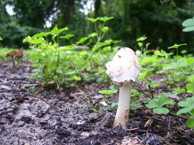 Mushroom Fungus Fungi White Woodland