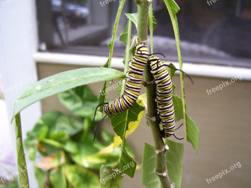 Caterpillar Monarch Butterfly Milkweed Plant