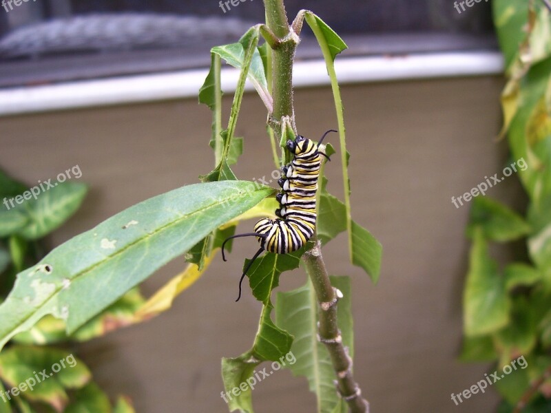 Caterpillar Monarch Butterfly Milkweed Plant