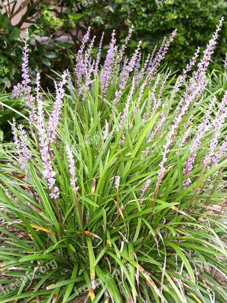 Liriope Flower Lily Grass Grass Spring