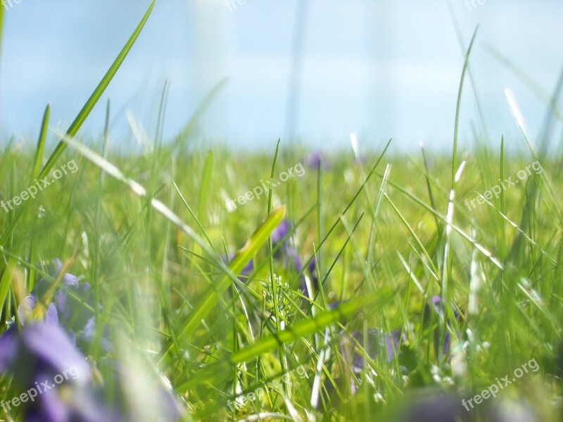 Meadow Grass Green Nature Spring Meadow