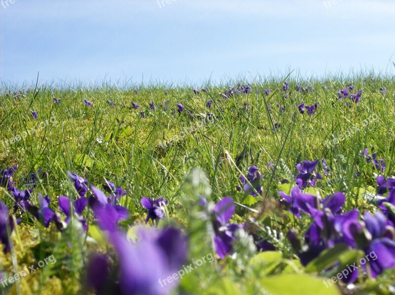 Flower Meadow Meadow Flowers Spring Meadow Spring