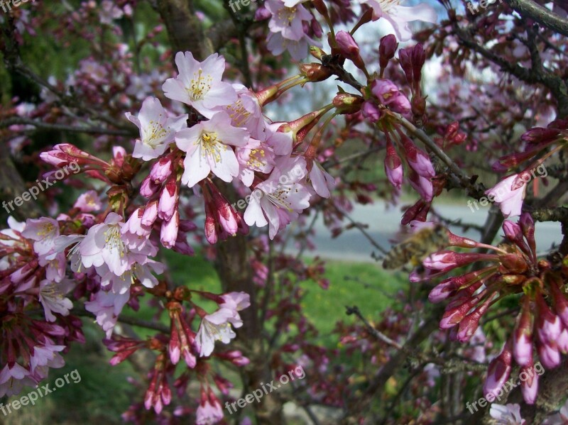 Spring Flower Blossom Bloom Pink Pink Flowers