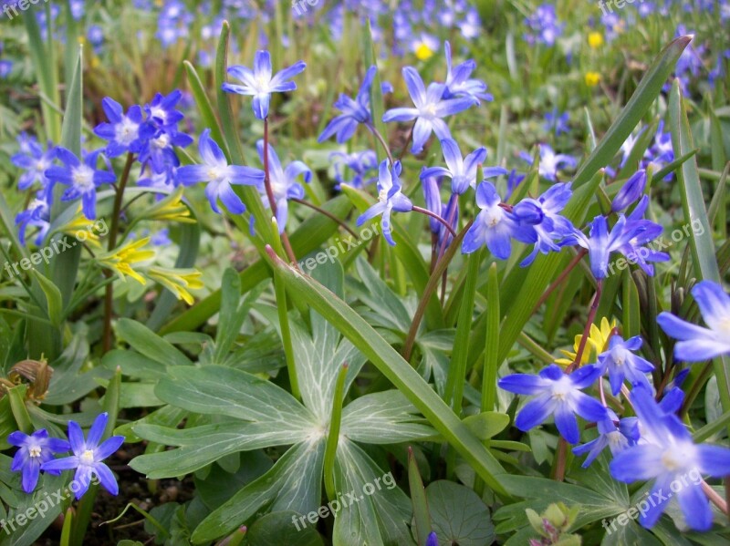 Flowers Flower Meadow Wild Flowers Spring Flowers Blue