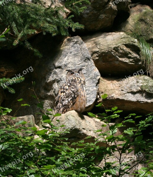 Eagle Owl Bird Bavarian Forest Owl Bavaria