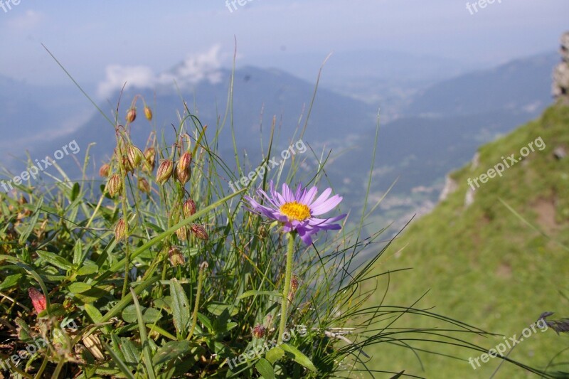 Aster Alps Flower Free Photos