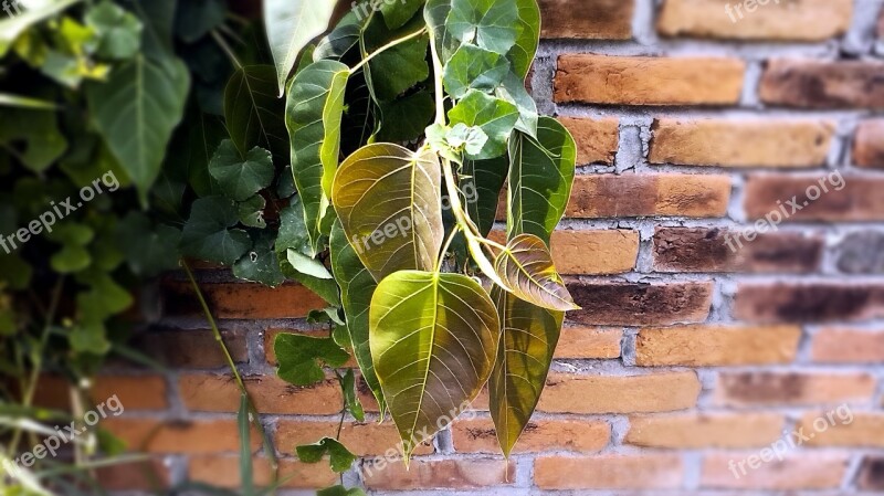 Leaves Vine Season Branch Twig