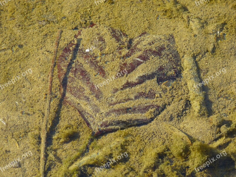 Leaf In The Water Heart Heart Shaped Free Photos