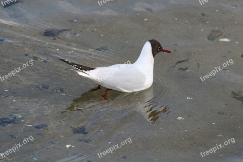 Black Headed Gull Chroicocephalus Ridibundus Birds Gulls Seagull