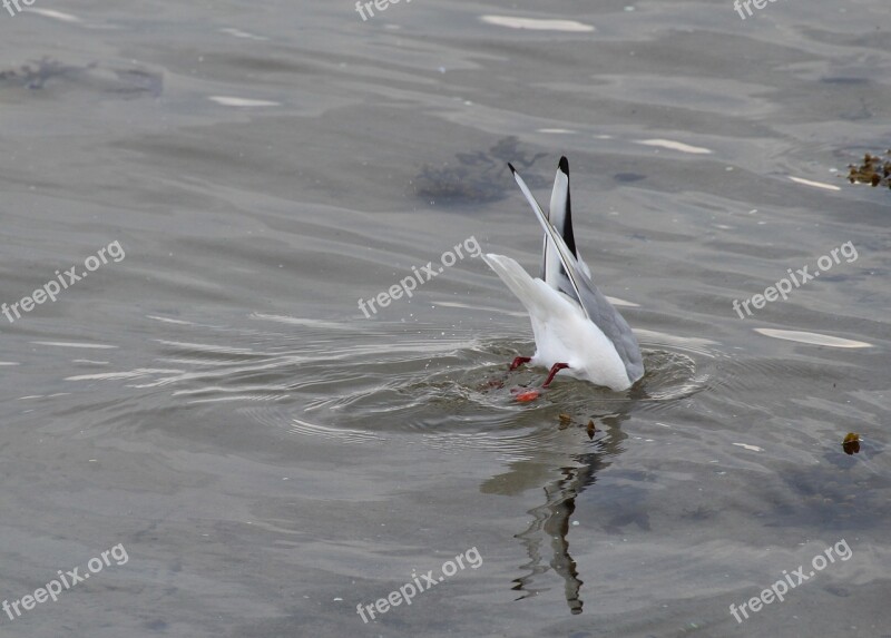 Black Headed Gull Chroicocephalus Ridibundus Birds Gulls Seagull