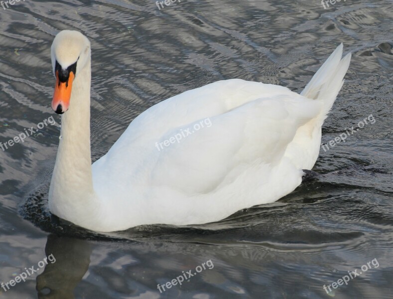 Mute Swan Cygnus Olor Swan Bird Swim