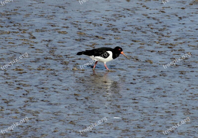 Oystercatcher Haematopodidae Watt Bird Birds Watt Birds