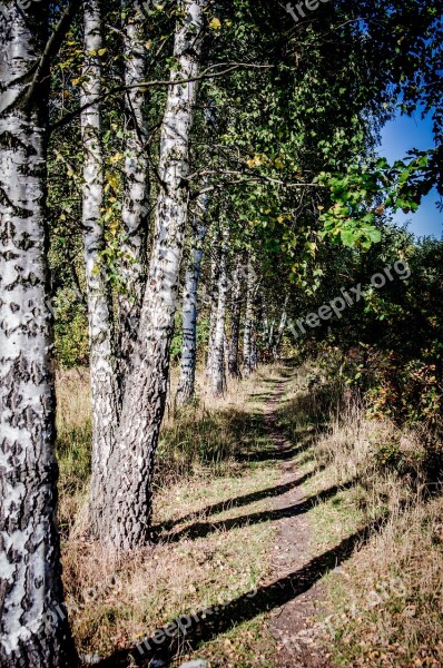 Tree Birch The Path Spacer Relaxation