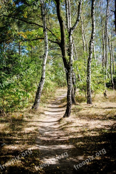 Tree Birch The Path Summer Nature