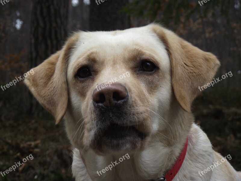 Labrador Dog Sponge Free Photos