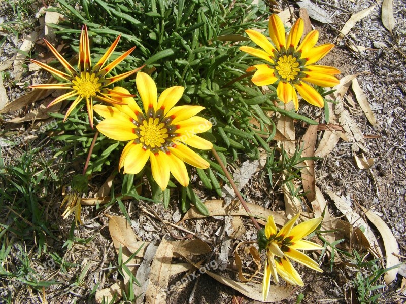 Flowers Yellow Wild Flowers Summer Free Photos