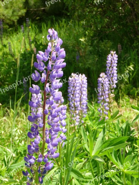 Lupines Flowers Wildflowers Purple Flora