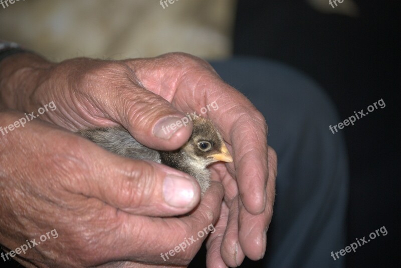 Hand Taking Care Of Launchy Guinea Fowl Day Old Chicks