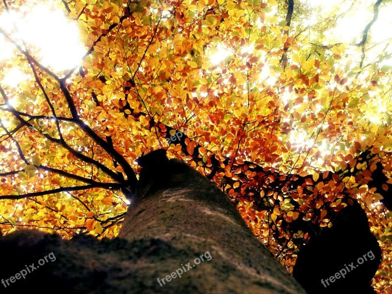 Tree Forest Leaves Autumn Forest Nature