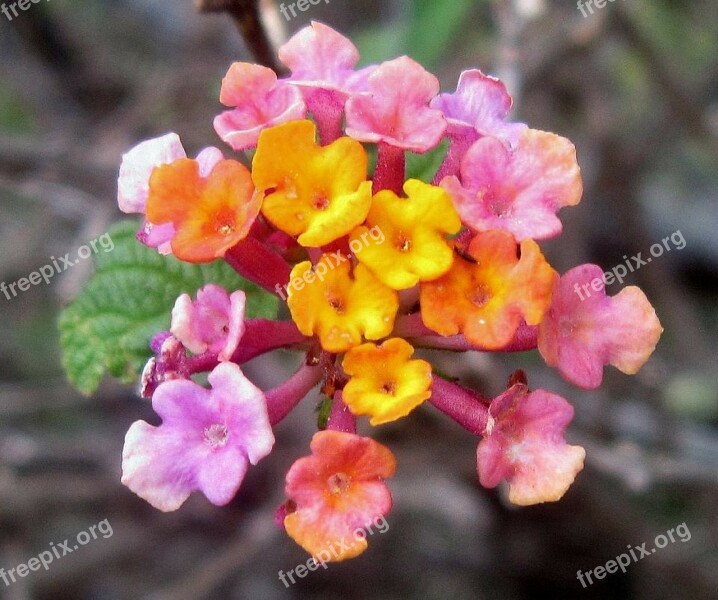 Kauai Hawaii Tropical Flower Nature Outside