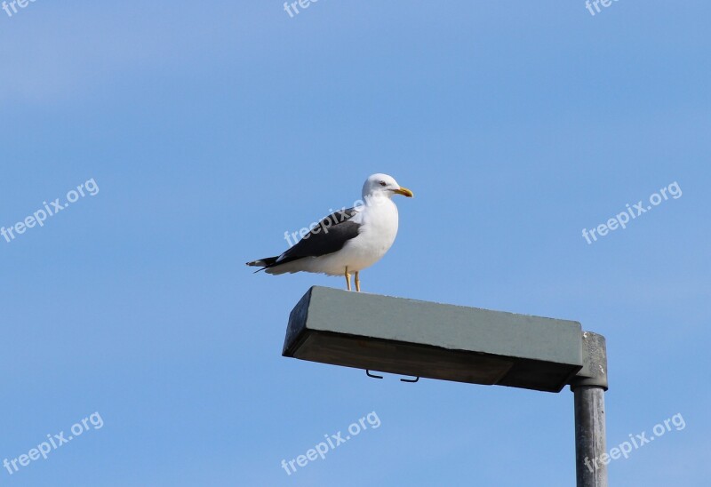 Herring Gull Larus Argentatus Gulls Species Large Gull