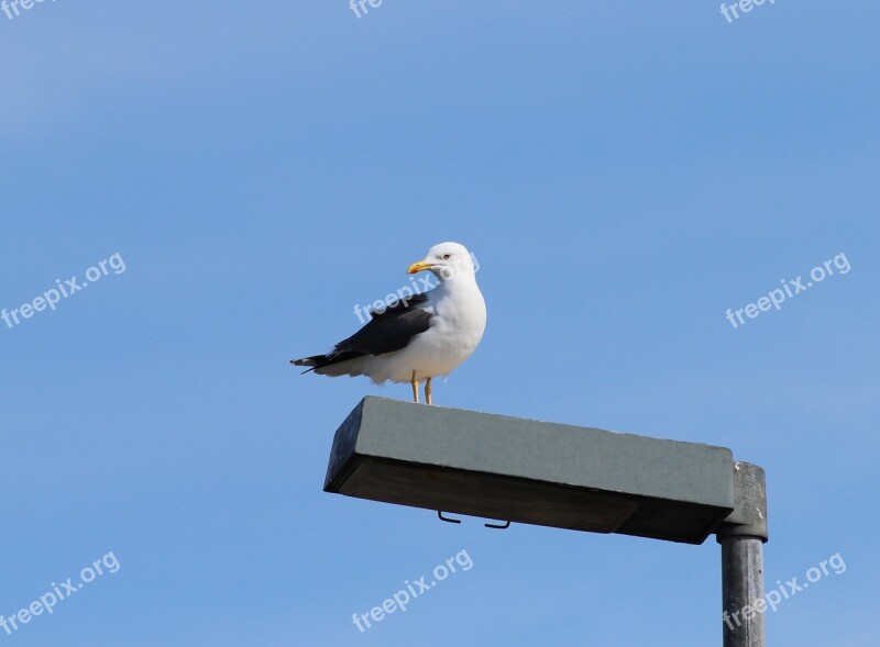 Herring Gull Larus Argentatus Gulls Species Large Gull